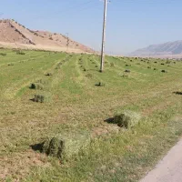 یونجه