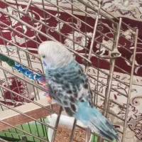 یک جفت مرغ عشق معاوضه با طوطی برزیلی فیشر ماده