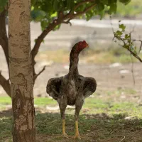 خروس لاری