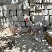 خروس کوردی دراگونی جوان و زیبا