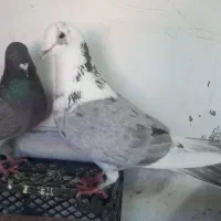 تیدی و گلی المانی جفت نر