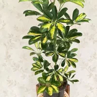 فروش انواع گل آپارتمانی(خانگی) قیمت مناسب