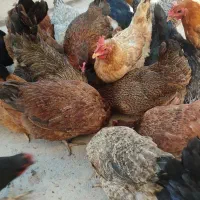 مرغ تخم گذار جوان سرحال