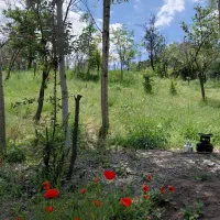 زمین باغی ابرده