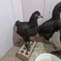 جوجه مرغ برهما