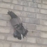کفتر سبز تو دمسفید کاکلی دوتا ماده