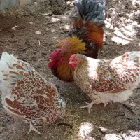 مرغ ویاندوت