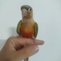جوجه گرینچیک دستی