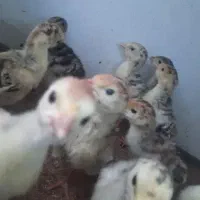 جوجه بوقلمون یک روزه