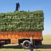 یونجه خالص با کیفیت تحویلی اصفهان