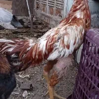لاری افغان گلنگی زات قدیم دنگ بالا