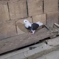 کفتر شازده
