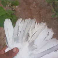 کبوترتشنه