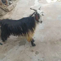 بیگ چاق