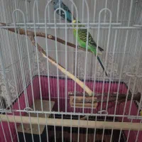 یک جفت مرغ عشق