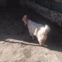 بزغاله نر