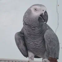 کاسکو ماده