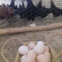 مرغ تخم گذار