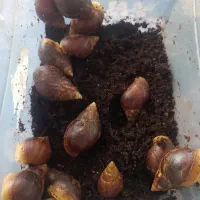 حلزون اچاتینا
