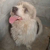 سگ گمشده
