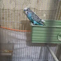 یک جفت مرغ عشق با قفس