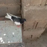 شهری