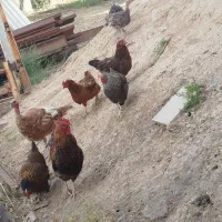 مرغ و خروس و بوقلمون