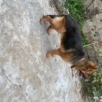 ژرمن شولاین یک ساله