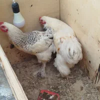 مرغ و خروس برهما
