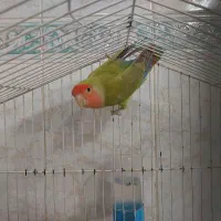 کوتوله سبز