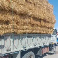 کاه پرس گندم تازه برداشت