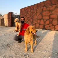 گلدن رتریور سگ پرستار کودک و سالمند