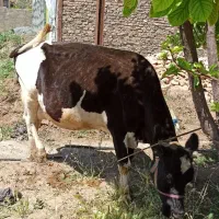 گاو  هلشتاین شیرده