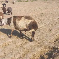 قوچ‌پلنگی|حیوانات مزرعه|گناباد, |دیوار