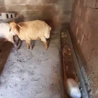بره نر
