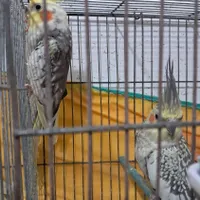 عروس هلندی جفت