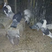 کبوتر فروشی عالی