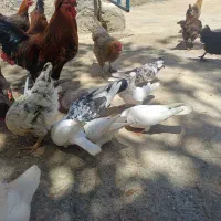 فروش کبوتر