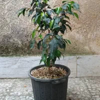 گل و گیاه