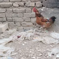 جوجه|حیوانات مزرعه|فلاورجان, |دیوار