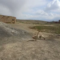 دو غاز
