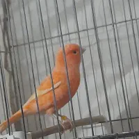 سهره کرمونی و قناری