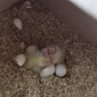 عروس هلندی|پرنده|اصفهان, ستار|دیوار