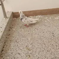 شازده سرور