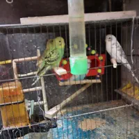 فروش مرغ عشق