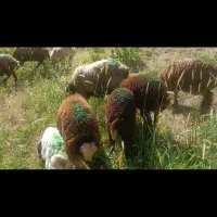 حیوانات