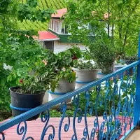 ویلا روزانه  دوبلکس با ویوی باغ چای فومن ویژه