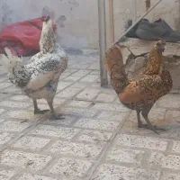 مرغ خروس سیبرایت جوان