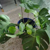 قلمه برگ انجیری
