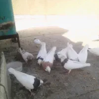 کفتر